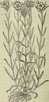 An illustration from Petri Andreae Matthioli Senensis serenissimi Principis Ferdinandi Archiducis Austriae & c., Medici, Commentarii secundo aucti : in libros sex Pedacii Dioscoridis Anazarbei de medica materia. Adiectis quàm plurimis plantarum, & animalium imaginibus quae in priore editione non habentur, eodem authore : his accessit eiusdem apologia adversus Amathum Lusitanum cum censura in eiusdem enarrationes (1558)