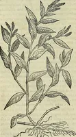 An illustration from Petri Andreae Matthioli Senensis serenissimi Principis Ferdinandi Archiducis Austriae & c., Medici, Commentarii secundo aucti : in libros sex Pedacii Dioscoridis Anazarbei de medica materia. Adiectis quàm plurimis plantarum, & animalium imaginibus quae in priore editione non habentur, eodem authore : his accessit eiusdem apologia adversus Amathum Lusitanum cum censura in eiusdem enarrationes (1558)