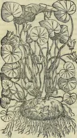 Picture 299 of 711 from Petri Andreae Matthioli Senensis serenissimi Principis Ferdinandi Archiducis Austriae & c., Medici, Commentarii secundo aucti : in libros sex Pedacii Dioscoridis Anazarbei de medica materia. Adiectis quàm plurimis plantarum, & animalium imaginibus quae in priore editione non habentur, eodem authore : his accessit eiusdem apologia adversus Amathum Lusitanum cum censura in eiusdem enarrationes (1558), leaf 423