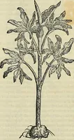 An illustration from Petri Andreae Matthioli Senensis serenissimi Principis Ferdinandi Archiducis Austriae & c., Medici, Commentarii secundo aucti : in libros sex Pedacii Dioscoridis Anazarbei de medica materia. Adiectis quàm plurimis plantarum, & animalium imaginibus quae in priore editione non habentur, eodem authore : his accessit eiusdem apologia adversus Amathum Lusitanum cum censura in eiusdem enarrationes (1558)