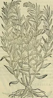 Picture 302 of 711 from Petri Andreae Matthioli Senensis serenissimi Principis Ferdinandi Archiducis Austriae & c., Medici, Commentarii secundo aucti : in libros sex Pedacii Dioscoridis Anazarbei de medica materia. Adiectis quàm plurimis plantarum, & animalium imaginibus quae in priore editione non habentur, eodem authore : his accessit eiusdem apologia adversus Amathum Lusitanum cum censura in eiusdem enarrationes (1558), leaf 426