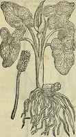 An illustration from Petri Andreae Matthioli Senensis serenissimi Principis Ferdinandi Archiducis Austriae & c., Medici, Commentarii secundo aucti : in libros sex Pedacii Dioscoridis Anazarbei de medica materia. Adiectis quàm plurimis plantarum, & animalium imaginibus quae in priore editione non habentur, eodem authore : his accessit eiusdem apologia adversus Amathum Lusitanum cum censura in eiusdem enarrationes (1558)