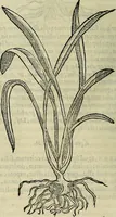 An illustration from Petri Andreae Matthioli Senensis serenissimi Principis Ferdinandi Archiducis Austriae & c., Medici, Commentarii secundo aucti : in libros sex Pedacii Dioscoridis Anazarbei de medica materia. Adiectis quàm plurimis plantarum, & animalium imaginibus quae in priore editione non habentur, eodem authore : his accessit eiusdem apologia adversus Amathum Lusitanum cum censura in eiusdem enarrationes (1558)