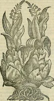 Picture 308 of 711 from Petri Andreae Matthioli Senensis serenissimi Principis Ferdinandi Archiducis Austriae & c., Medici, Commentarii secundo aucti : in libros sex Pedacii Dioscoridis Anazarbei de medica materia. Adiectis quàm plurimis plantarum, & animalium imaginibus quae in priore editione non habentur, eodem authore : his accessit eiusdem apologia adversus Amathum Lusitanum cum censura in eiusdem enarrationes (1558), leaf 430