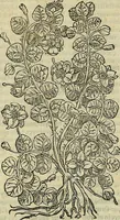An illustration from Petri Andreae Matthioli Senensis serenissimi Principis Ferdinandi Archiducis Austriae & c., Medici, Commentarii secundo aucti : in libros sex Pedacii Dioscoridis Anazarbei de medica materia. Adiectis quàm plurimis plantarum, & animalium imaginibus quae in priore editione non habentur, eodem authore : his accessit eiusdem apologia adversus Amathum Lusitanum cum censura in eiusdem enarrationes (1558)