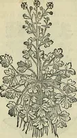 An illustration from Petri Andreae Matthioli Senensis serenissimi Principis Ferdinandi Archiducis Austriae & c., Medici, Commentarii secundo aucti : in libros sex Pedacii Dioscoridis Anazarbei de medica materia. Adiectis quàm plurimis plantarum, & animalium imaginibus quae in priore editione non habentur, eodem authore : his accessit eiusdem apologia adversus Amathum Lusitanum cum censura in eiusdem enarrationes (1558)