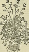 An illustration from Petri Andreae Matthioli Senensis serenissimi Principis Ferdinandi Archiducis Austriae & c., Medici, Commentarii secundo aucti : in libros sex Pedacii Dioscoridis Anazarbei de medica materia. Adiectis quàm plurimis plantarum, & animalium imaginibus quae in priore editione non habentur, eodem authore : his accessit eiusdem apologia adversus Amathum Lusitanum cum censura in eiusdem enarrationes (1558)