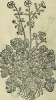 An illustration from Petri Andreae Matthioli Senensis serenissimi Principis Ferdinandi Archiducis Austriae & c., Medici, Commentarii secundo aucti : in libros sex Pedacii Dioscoridis Anazarbei de medica materia. Adiectis quàm plurimis plantarum, & animalium imaginibus quae in priore editione non habentur, eodem authore : his accessit eiusdem apologia adversus Amathum Lusitanum cum censura in eiusdem enarrationes (1558)