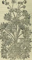 An illustration from Petri Andreae Matthioli Senensis serenissimi Principis Ferdinandi Archiducis Austriae & c., Medici, Commentarii secundo aucti : in libros sex Pedacii Dioscoridis Anazarbei de medica materia. Adiectis quàm plurimis plantarum, & animalium imaginibus quae in priore editione non habentur, eodem authore : his accessit eiusdem apologia adversus Amathum Lusitanum cum censura in eiusdem enarrationes (1558)