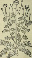 An illustration from Petri Andreae Matthioli Senensis serenissimi Principis Ferdinandi Archiducis Austriae & c., Medici, Commentarii secundo aucti : in libros sex Pedacii Dioscoridis Anazarbei de medica materia. Adiectis quàm plurimis plantarum, & animalium imaginibus quae in priore editione non habentur, eodem authore : his accessit eiusdem apologia adversus Amathum Lusitanum cum censura in eiusdem enarrationes (1558)
