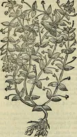 Picture 319 of 711 from Petri Andreae Matthioli Senensis serenissimi Principis Ferdinandi Archiducis Austriae & c., Medici, Commentarii secundo aucti : in libros sex Pedacii Dioscoridis Anazarbei de medica materia. Adiectis quàm plurimis plantarum, & animalium imaginibus quae in priore editione non habentur, eodem authore : his accessit eiusdem apologia adversus Amathum Lusitanum cum censura in eiusdem enarrationes (1558), leaf 437