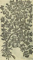 An illustration from Petri Andreae Matthioli Senensis serenissimi Principis Ferdinandi Archiducis Austriae & c., Medici, Commentarii secundo aucti : in libros sex Pedacii Dioscoridis Anazarbei de medica materia. Adiectis quàm plurimis plantarum, & animalium imaginibus quae in priore editione non habentur, eodem authore : his accessit eiusdem apologia adversus Amathum Lusitanum cum censura in eiusdem enarrationes (1558)