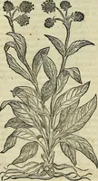 Picture 321 of 711 from Petri Andreae Matthioli Senensis serenissimi Principis Ferdinandi Archiducis Austriae & c., Medici, Commentarii secundo aucti : in libros sex Pedacii Dioscoridis Anazarbei de medica materia. Adiectis quàm plurimis plantarum, & animalium imaginibus quae in priore editione non habentur, eodem authore : his accessit eiusdem apologia adversus Amathum Lusitanum cum censura in eiusdem enarrationes (1558), leaf 437