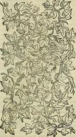 An illustration from Petri Andreae Matthioli Senensis serenissimi Principis Ferdinandi Archiducis Austriae & c., Medici, Commentarii secundo aucti : in libros sex Pedacii Dioscoridis Anazarbei de medica materia. Adiectis quàm plurimis plantarum, & animalium imaginibus quae in priore editione non habentur, eodem authore : his accessit eiusdem apologia adversus Amathum Lusitanum cum censura in eiusdem enarrationes (1558)