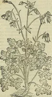 Picture 325 of 711 from Petri Andreae Matthioli Senensis serenissimi Principis Ferdinandi Archiducis Austriae & c., Medici, Commentarii secundo aucti : in libros sex Pedacii Dioscoridis Anazarbei de medica materia. Adiectis quàm plurimis plantarum, & animalium imaginibus quae in priore editione non habentur, eodem authore : his accessit eiusdem apologia adversus Amathum Lusitanum cum censura in eiusdem enarrationes (1558), leaf 440