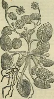 An illustration from Petri Andreae Matthioli Senensis serenissimi Principis Ferdinandi Archiducis Austriae & c., Medici, Commentarii secundo aucti : in libros sex Pedacii Dioscoridis Anazarbei de medica materia. Adiectis quàm plurimis plantarum, & animalium imaginibus quae in priore editione non habentur, eodem authore : his accessit eiusdem apologia adversus Amathum Lusitanum cum censura in eiusdem enarrationes (1558)