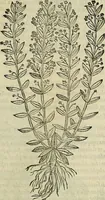 An illustration from Petri Andreae Matthioli Senensis serenissimi Principis Ferdinandi Archiducis Austriae & c., Medici, Commentarii secundo aucti : in libros sex Pedacii Dioscoridis Anazarbei de medica materia. Adiectis quàm plurimis plantarum, & animalium imaginibus quae in priore editione non habentur, eodem authore : his accessit eiusdem apologia adversus Amathum Lusitanum cum censura in eiusdem enarrationes (1558)
