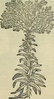 An illustration from Petri Andreae Matthioli Senensis serenissimi Principis Ferdinandi Archiducis Austriae & c., Medici, Commentarii secundo aucti : in libros sex Pedacii Dioscoridis Anazarbei de medica materia. Adiectis quàm plurimis plantarum, & animalium imaginibus quae in priore editione non habentur, eodem authore : his accessit eiusdem apologia adversus Amathum Lusitanum cum censura in eiusdem enarrationes (1558)