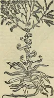 An illustration from Petri Andreae Matthioli Senensis serenissimi Principis Ferdinandi Archiducis Austriae & c., Medici, Commentarii secundo aucti : in libros sex Pedacii Dioscoridis Anazarbei de medica materia. Adiectis quàm plurimis plantarum, & animalium imaginibus quae in priore editione non habentur, eodem authore : his accessit eiusdem apologia adversus Amathum Lusitanum cum censura in eiusdem enarrationes (1558)