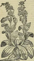 Picture 332 of 711 from Petri Andreae Matthioli Senensis serenissimi Principis Ferdinandi Archiducis Austriae & c., Medici, Commentarii secundo aucti : in libros sex Pedacii Dioscoridis Anazarbei de medica materia. Adiectis quàm plurimis plantarum, & animalium imaginibus quae in priore editione non habentur, eodem authore : his accessit eiusdem apologia adversus Amathum Lusitanum cum censura in eiusdem enarrationes (1558), leaf 449