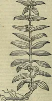 An illustration from Petri Andreae Matthioli Senensis serenissimi Principis Ferdinandi Archiducis Austriae & c., Medici, Commentarii secundo aucti : in libros sex Pedacii Dioscoridis Anazarbei de medica materia. Adiectis quàm plurimis plantarum, & animalium imaginibus quae in priore editione non habentur, eodem authore : his accessit eiusdem apologia adversus Amathum Lusitanum cum censura in eiusdem enarrationes (1558)