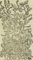 Picture 334 of 711 from Petri Andreae Matthioli Senensis serenissimi Principis Ferdinandi Archiducis Austriae & c., Medici, Commentarii secundo aucti : in libros sex Pedacii Dioscoridis Anazarbei de medica materia. Adiectis quàm plurimis plantarum, & animalium imaginibus quae in priore editione non habentur, eodem authore : his accessit eiusdem apologia adversus Amathum Lusitanum cum censura in eiusdem enarrationes (1558), leaf 450