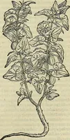 An illustration from Petri Andreae Matthioli Senensis serenissimi Principis Ferdinandi Archiducis Austriae & c., Medici, Commentarii secundo aucti : in libros sex Pedacii Dioscoridis Anazarbei de medica materia. Adiectis quàm plurimis plantarum, & animalium imaginibus quae in priore editione non habentur, eodem authore : his accessit eiusdem apologia adversus Amathum Lusitanum cum censura in eiusdem enarrationes (1558)