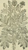 Picture 337 of 711 from Petri Andreae Matthioli Senensis serenissimi Principis Ferdinandi Archiducis Austriae & c., Medici, Commentarii secundo aucti : in libros sex Pedacii Dioscoridis Anazarbei de medica materia. Adiectis quàm plurimis plantarum, & animalium imaginibus quae in priore editione non habentur, eodem authore : his accessit eiusdem apologia adversus Amathum Lusitanum cum censura in eiusdem enarrationes (1558), leaf 454