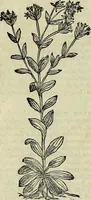 An illustration from Petri Andreae Matthioli Senensis serenissimi Principis Ferdinandi Archiducis Austriae & c., Medici, Commentarii secundo aucti : in libros sex Pedacii Dioscoridis Anazarbei de medica materia. Adiectis quàm plurimis plantarum, & animalium imaginibus quae in priore editione non habentur, eodem authore : his accessit eiusdem apologia adversus Amathum Lusitanum cum censura in eiusdem enarrationes (1558)