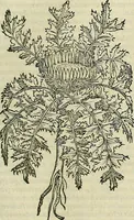An illustration from Petri Andreae Matthioli Senensis serenissimi Principis Ferdinandi Archiducis Austriae & c., Medici, Commentarii secundo aucti : in libros sex Pedacii Dioscoridis Anazarbei de medica materia. Adiectis quàm plurimis plantarum, & animalium imaginibus quae in priore editione non habentur, eodem authore : his accessit eiusdem apologia adversus Amathum Lusitanum cum censura in eiusdem enarrationes (1558)