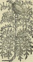 An illustration from Petri Andreae Matthioli Senensis serenissimi Principis Ferdinandi Archiducis Austriae & c., Medici, Commentarii secundo aucti : in libros sex Pedacii Dioscoridis Anazarbei de medica materia. Adiectis quàm plurimis plantarum, & animalium imaginibus quae in priore editione non habentur, eodem authore : his accessit eiusdem apologia adversus Amathum Lusitanum cum censura in eiusdem enarrationes (1558)