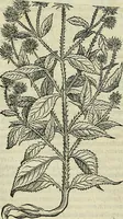 An illustration from Petri Andreae Matthioli Senensis serenissimi Principis Ferdinandi Archiducis Austriae & c., Medici, Commentarii secundo aucti : in libros sex Pedacii Dioscoridis Anazarbei de medica materia. Adiectis quàm plurimis plantarum, & animalium imaginibus quae in priore editione non habentur, eodem authore : his accessit eiusdem apologia adversus Amathum Lusitanum cum censura in eiusdem enarrationes (1558)