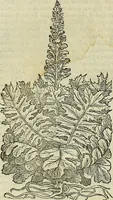 Picture 343 of 711 from Petri Andreae Matthioli Senensis serenissimi Principis Ferdinandi Archiducis Austriae & c., Medici, Commentarii secundo aucti : in libros sex Pedacii Dioscoridis Anazarbei de medica materia. Adiectis quàm plurimis plantarum, & animalium imaginibus quae in priore editione non habentur, eodem authore : his accessit eiusdem apologia adversus Amathum Lusitanum cum censura in eiusdem enarrationes (1558), leaf 463