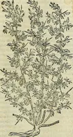 An illustration from Petri Andreae Matthioli Senensis serenissimi Principis Ferdinandi Archiducis Austriae & c., Medici, Commentarii secundo aucti : in libros sex Pedacii Dioscoridis Anazarbei de medica materia. Adiectis quàm plurimis plantarum, & animalium imaginibus quae in priore editione non habentur, eodem authore : his accessit eiusdem apologia adversus Amathum Lusitanum cum censura in eiusdem enarrationes (1558)