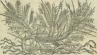 An illustration from Petri Andreae Matthioli Senensis serenissimi Principis Ferdinandi Archiducis Austriae & c., Medici, Commentarii secundo aucti : in libros sex Pedacii Dioscoridis Anazarbei de medica materia. Adiectis quàm plurimis plantarum, & animalium imaginibus quae in priore editione non habentur, eodem authore : his accessit eiusdem apologia adversus Amathum Lusitanum cum censura in eiusdem enarrationes (1558)