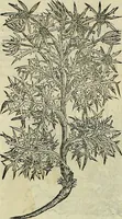 An illustration from Petri Andreae Matthioli Senensis serenissimi Principis Ferdinandi Archiducis Austriae & c., Medici, Commentarii secundo aucti : in libros sex Pedacii Dioscoridis Anazarbei de medica materia. Adiectis quàm plurimis plantarum, & animalium imaginibus quae in priore editione non habentur, eodem authore : his accessit eiusdem apologia adversus Amathum Lusitanum cum censura in eiusdem enarrationes (1558)