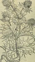 Picture 348 of 711 from Petri Andreae Matthioli Senensis serenissimi Principis Ferdinandi Archiducis Austriae & c., Medici, Commentarii secundo aucti : in libros sex Pedacii Dioscoridis Anazarbei de medica materia. Adiectis quàm plurimis plantarum, & animalium imaginibus quae in priore editione non habentur, eodem authore : his accessit eiusdem apologia adversus Amathum Lusitanum cum censura in eiusdem enarrationes (1558), leaf 467