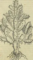 An illustration from Petri Andreae Matthioli Senensis serenissimi Principis Ferdinandi Archiducis Austriae & c., Medici, Commentarii secundo aucti : in libros sex Pedacii Dioscoridis Anazarbei de medica materia. Adiectis quàm plurimis plantarum, & animalium imaginibus quae in priore editione non habentur, eodem authore : his accessit eiusdem apologia adversus Amathum Lusitanum cum censura in eiusdem enarrationes (1558)