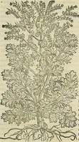 An illustration from Petri Andreae Matthioli Senensis serenissimi Principis Ferdinandi Archiducis Austriae & c., Medici, Commentarii secundo aucti : in libros sex Pedacii Dioscoridis Anazarbei de medica materia. Adiectis quàm plurimis plantarum, & animalium imaginibus quae in priore editione non habentur, eodem authore : his accessit eiusdem apologia adversus Amathum Lusitanum cum censura in eiusdem enarrationes (1558)