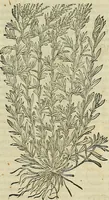 Picture 352 of 711 from Petri Andreae Matthioli Senensis serenissimi Principis Ferdinandi Archiducis Austriae & c., Medici, Commentarii secundo aucti : in libros sex Pedacii Dioscoridis Anazarbei de medica materia. Adiectis quàm plurimis plantarum, & animalium imaginibus quae in priore editione non habentur, eodem authore : his accessit eiusdem apologia adversus Amathum Lusitanum cum censura in eiusdem enarrationes (1558), leaf 470