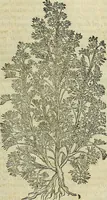 An illustration from Petri Andreae Matthioli Senensis serenissimi Principis Ferdinandi Archiducis Austriae & c., Medici, Commentarii secundo aucti : in libros sex Pedacii Dioscoridis Anazarbei de medica materia. Adiectis quàm plurimis plantarum, & animalium imaginibus quae in priore editione non habentur, eodem authore : his accessit eiusdem apologia adversus Amathum Lusitanum cum censura in eiusdem enarrationes (1558)