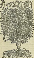 Picture 354 of 711 from Petri Andreae Matthioli Senensis serenissimi Principis Ferdinandi Archiducis Austriae & c., Medici, Commentarii secundo aucti : in libros sex Pedacii Dioscoridis Anazarbei de medica materia. Adiectis quàm plurimis plantarum, & animalium imaginibus quae in priore editione non habentur, eodem authore : his accessit eiusdem apologia adversus Amathum Lusitanum cum censura in eiusdem enarrationes (1558), leaf 472