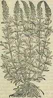 An illustration from Petri Andreae Matthioli Senensis serenissimi Principis Ferdinandi Archiducis Austriae & c., Medici, Commentarii secundo aucti : in libros sex Pedacii Dioscoridis Anazarbei de medica materia. Adiectis quàm plurimis plantarum, & animalium imaginibus quae in priore editione non habentur, eodem authore : his accessit eiusdem apologia adversus Amathum Lusitanum cum censura in eiusdem enarrationes (1558)