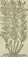 An illustration from Petri Andreae Matthioli Senensis serenissimi Principis Ferdinandi Archiducis Austriae & c., Medici, Commentarii secundo aucti : in libros sex Pedacii Dioscoridis Anazarbei de medica materia. Adiectis quàm plurimis plantarum, & animalium imaginibus quae in priore editione non habentur, eodem authore : his accessit eiusdem apologia adversus Amathum Lusitanum cum censura in eiusdem enarrationes (1558)