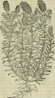 An illustration from Petri Andreae Matthioli Senensis serenissimi Principis Ferdinandi Archiducis Austriae & c., Medici, Commentarii secundo aucti : in libros sex Pedacii Dioscoridis Anazarbei de medica materia. Adiectis quàm plurimis plantarum, & animalium imaginibus quae in priore editione non habentur, eodem authore : his accessit eiusdem apologia adversus Amathum Lusitanum cum censura in eiusdem enarrationes (1558)
