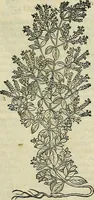 Picture 358 of 711 from Petri Andreae Matthioli Senensis serenissimi Principis Ferdinandi Archiducis Austriae & c., Medici, Commentarii secundo aucti : in libros sex Pedacii Dioscoridis Anazarbei de medica materia. Adiectis quàm plurimis plantarum, & animalium imaginibus quae in priore editione non habentur, eodem authore : his accessit eiusdem apologia adversus Amathum Lusitanum cum censura in eiusdem enarrationes (1558), leaf 476