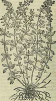 An illustration from Petri Andreae Matthioli Senensis serenissimi Principis Ferdinandi Archiducis Austriae & c., Medici, Commentarii secundo aucti : in libros sex Pedacii Dioscoridis Anazarbei de medica materia. Adiectis quàm plurimis plantarum, & animalium imaginibus quae in priore editione non habentur, eodem authore : his accessit eiusdem apologia adversus Amathum Lusitanum cum censura in eiusdem enarrationes (1558)