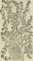 An illustration from Petri Andreae Matthioli Senensis serenissimi Principis Ferdinandi Archiducis Austriae & c., Medici, Commentarii secundo aucti : in libros sex Pedacii Dioscoridis Anazarbei de medica materia. Adiectis quàm plurimis plantarum, & animalium imaginibus quae in priore editione non habentur, eodem authore : his accessit eiusdem apologia adversus Amathum Lusitanum cum censura in eiusdem enarrationes (1558)