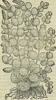 Picture 363 of 711 from Petri Andreae Matthioli Senensis serenissimi Principis Ferdinandi Archiducis Austriae & c., Medici, Commentarii secundo aucti : in libros sex Pedacii Dioscoridis Anazarbei de medica materia. Adiectis quàm plurimis plantarum, & animalium imaginibus quae in priore editione non habentur, eodem authore : his accessit eiusdem apologia adversus Amathum Lusitanum cum censura in eiusdem enarrationes (1558), leaf 479
