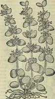 An illustration from Petri Andreae Matthioli Senensis serenissimi Principis Ferdinandi Archiducis Austriae & c., Medici, Commentarii secundo aucti : in libros sex Pedacii Dioscoridis Anazarbei de medica materia. Adiectis quàm plurimis plantarum, & animalium imaginibus quae in priore editione non habentur, eodem authore : his accessit eiusdem apologia adversus Amathum Lusitanum cum censura in eiusdem enarrationes (1558)